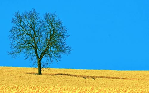 了解的日语怎么说