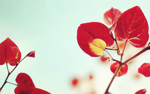 如何背日语的“五十音”