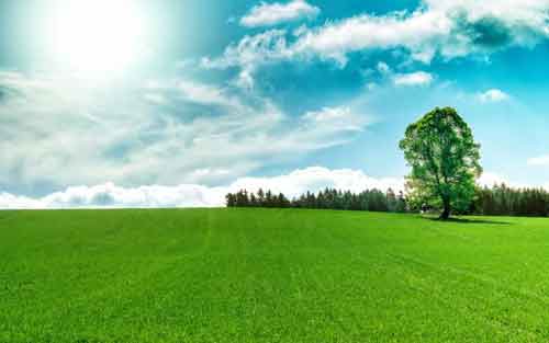 猫的日语如何说