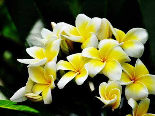 日语零基础怎么学日语