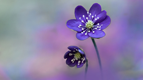 如何提高日语听力水平