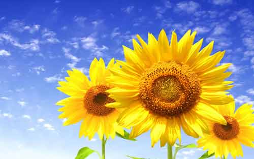 学习德语的原因