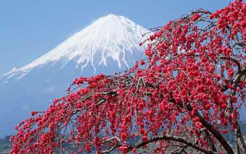 德语入门学习资料