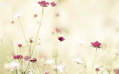 为什么要学德语