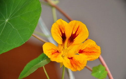 日语等级考试怎么复习词汇