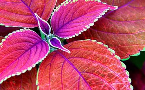 法语的提高计划