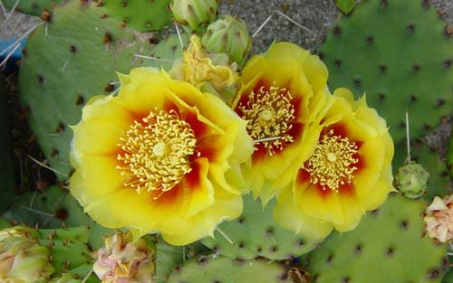 日语一级常见语法