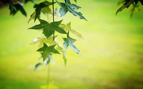 日语能力怎么说