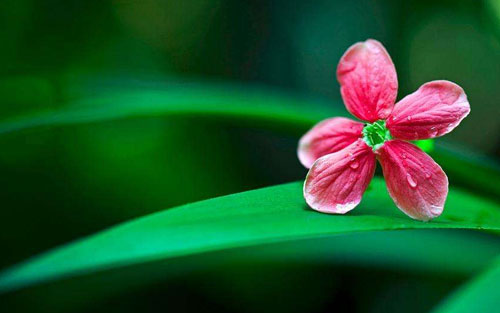 孤独意大利语怎么说