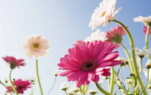 法语的学习经验