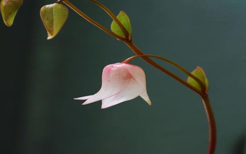 怎样快速学会韩语