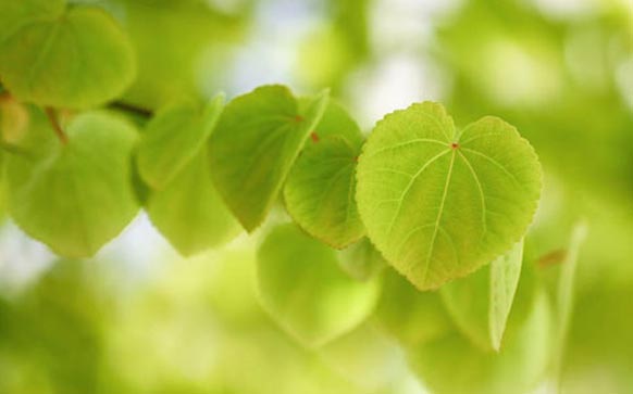 西语饮料如何说