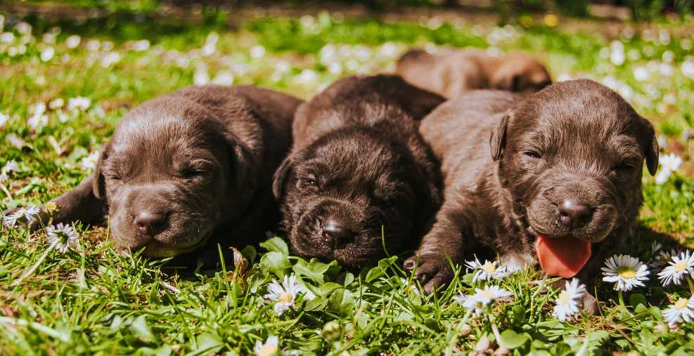 苏州育婴师培训