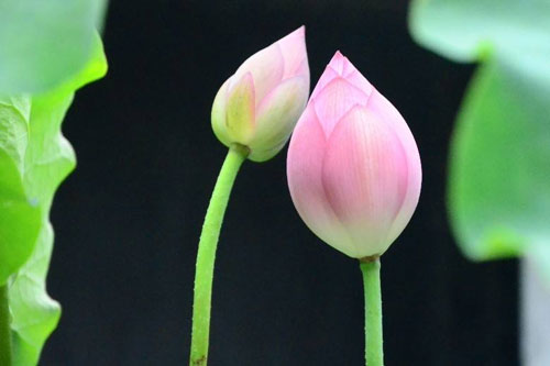 体育舞蹈专业考研方向