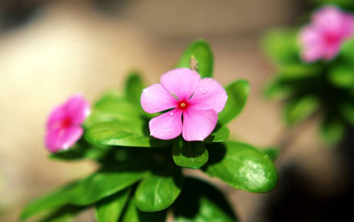 英语本科考研方向