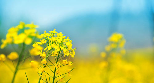 师范类英语考研方向