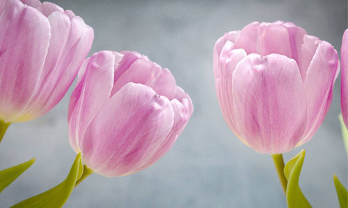 本科软件工程考研方向