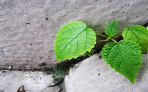 考研英语如何提高