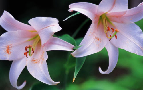 本科学小语种考研方向