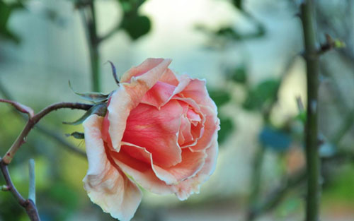 会计本科考研方向