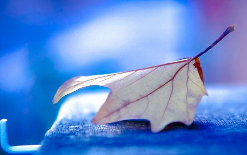 人力资源专业考研方向