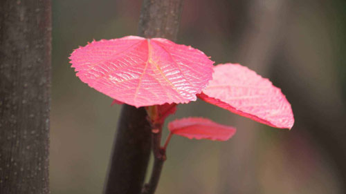 本科计算机考研方向
