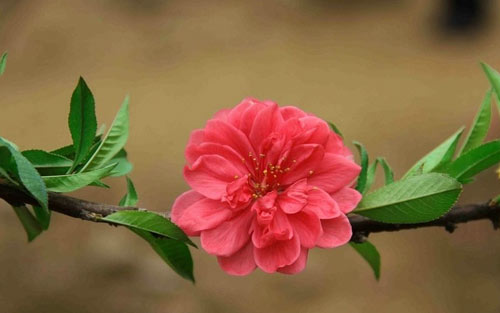 本科光电考研方向