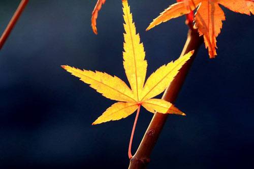 会计学本科考研方向