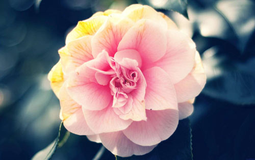 本科电子商务专业考研方向