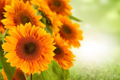 本科动物科学考研方向