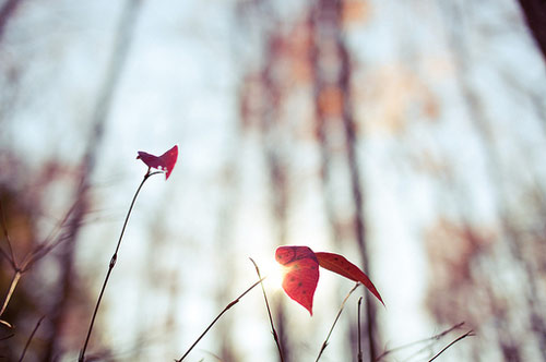 舞蹈专业考研方向