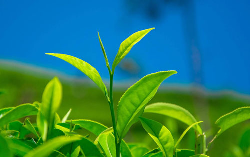 本科经济学专业考研方向