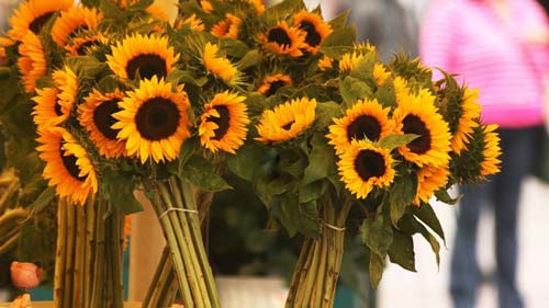 本科中药学考研方向