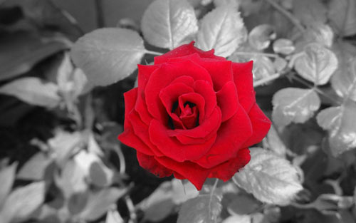 本科生物类专业考研方向