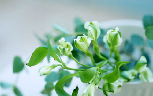 本科园林专业考研方向