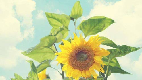 生态学本科生考研方向