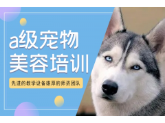 青岛宠物美容师培训学习