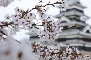 苏州樱花国际日语培训班地址在哪？