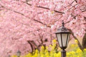 真相来了 苏州樱花日语培训怎么样